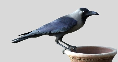 कौआ (Crow)