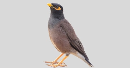मैना (Myna)