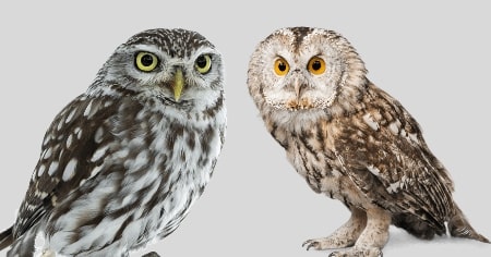 उल्लू (Owl)