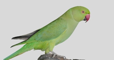 तोता (Parrot)