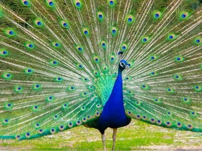 मोर (Peacock)