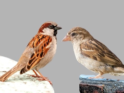 गौरैया (House Sparrow)