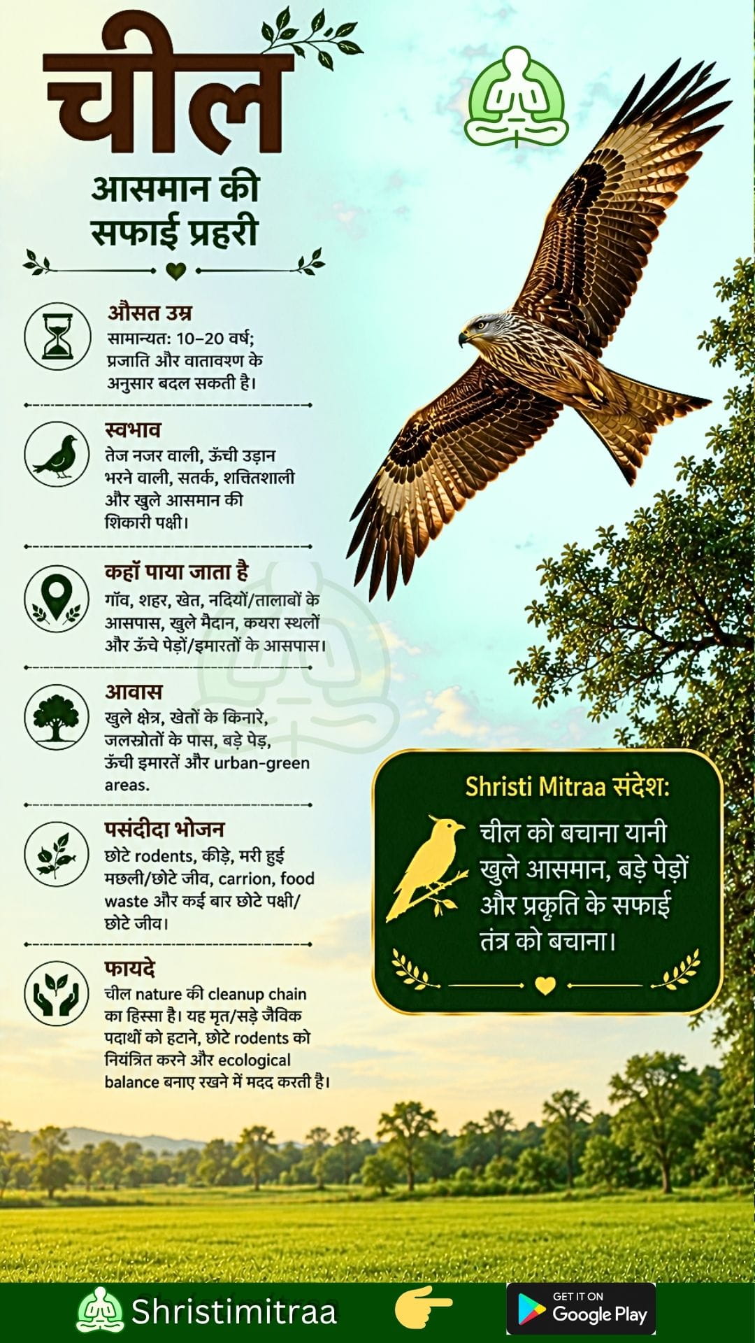 चील
