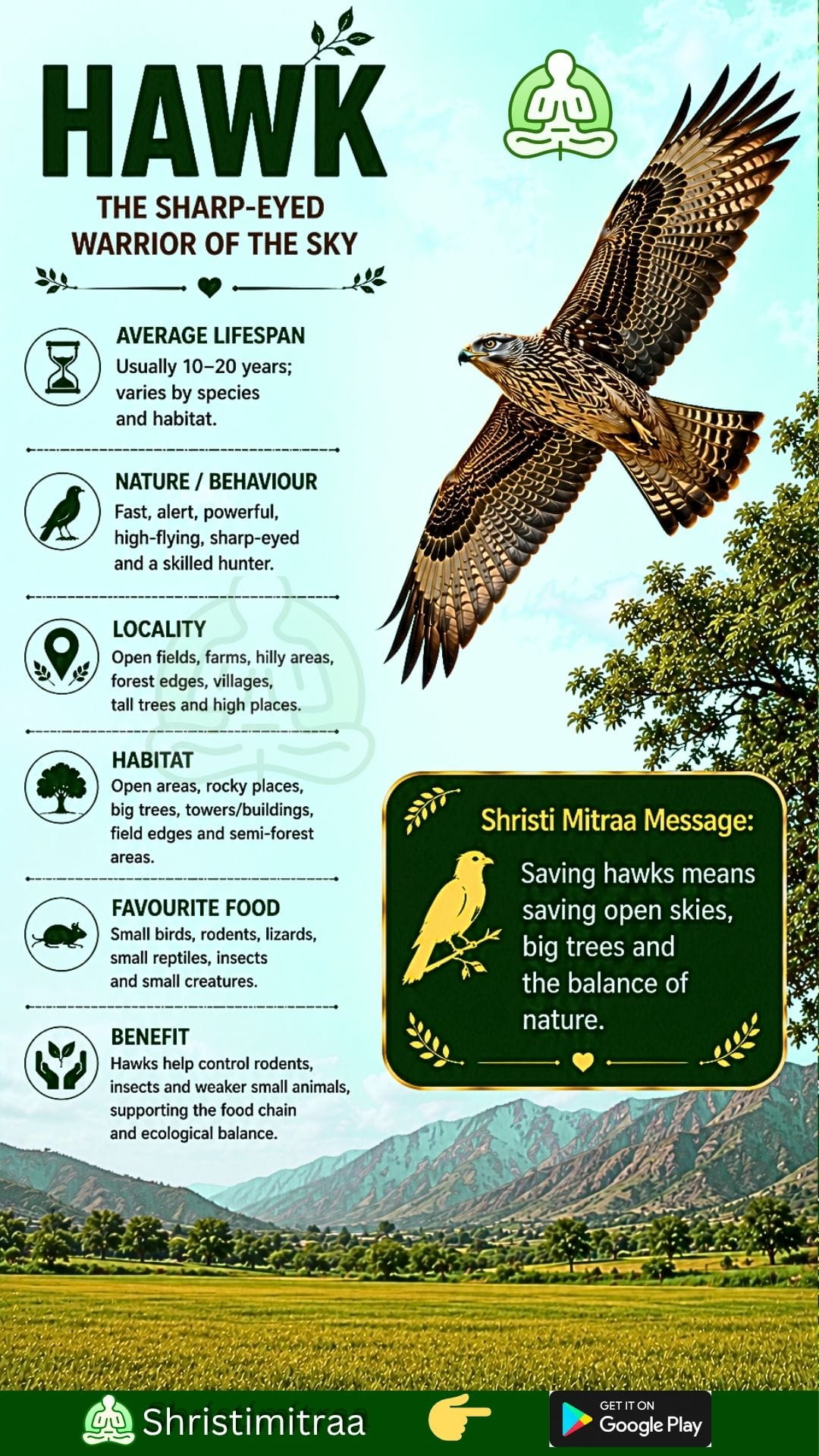 Hawk
