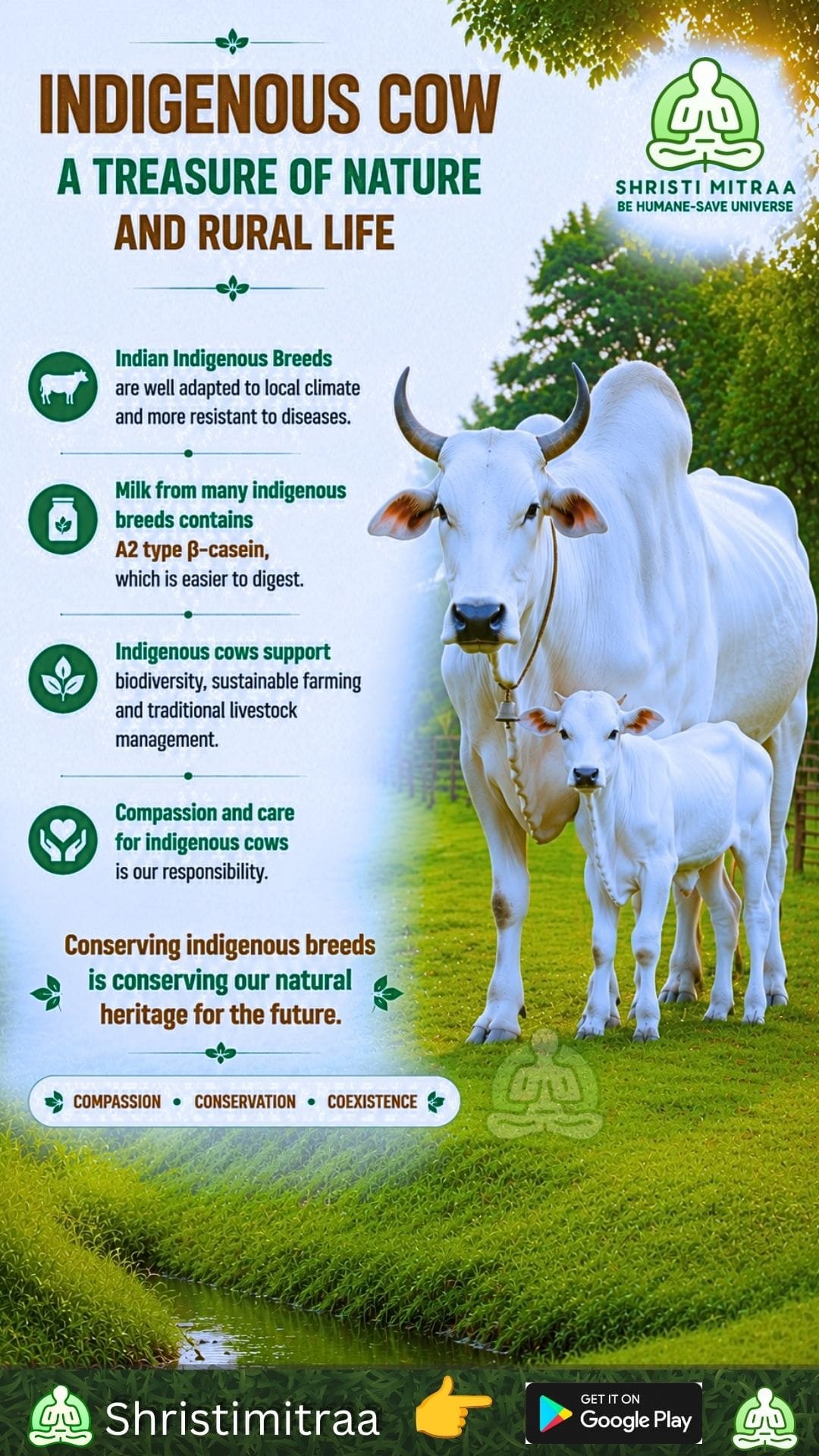 Indigenous Cows – Heritage of Nature and Rural Life