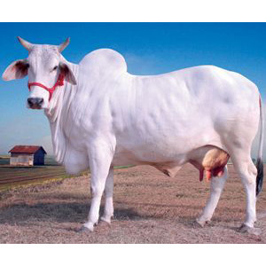 Desi Cow Course